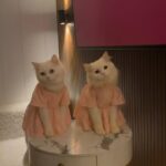 Female cats