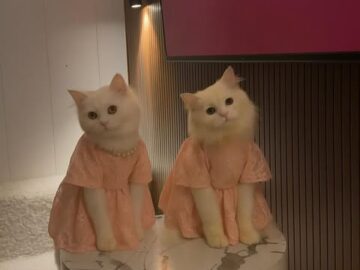 Female cats