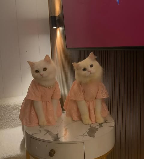 Female cats