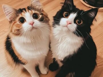 Cats