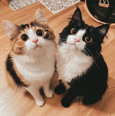 Cats