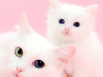 Cats