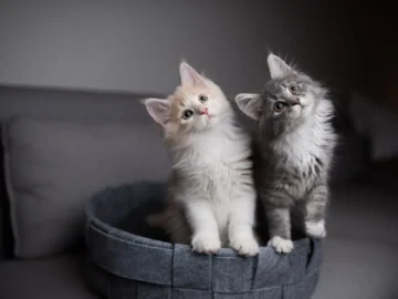 Cats