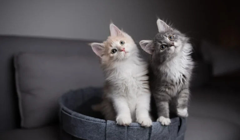 200+ British Cat Names Even the Queen Would Be Proud Of 200+ British Cat Names Even the Queen Would Be Proud Of