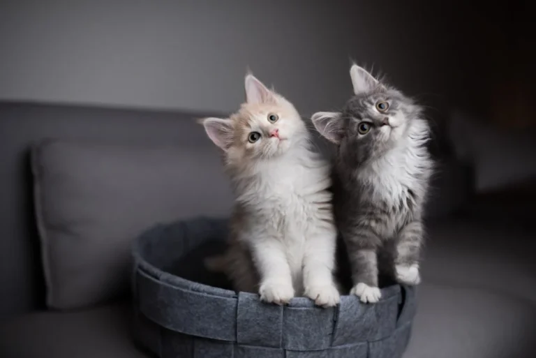 Cats