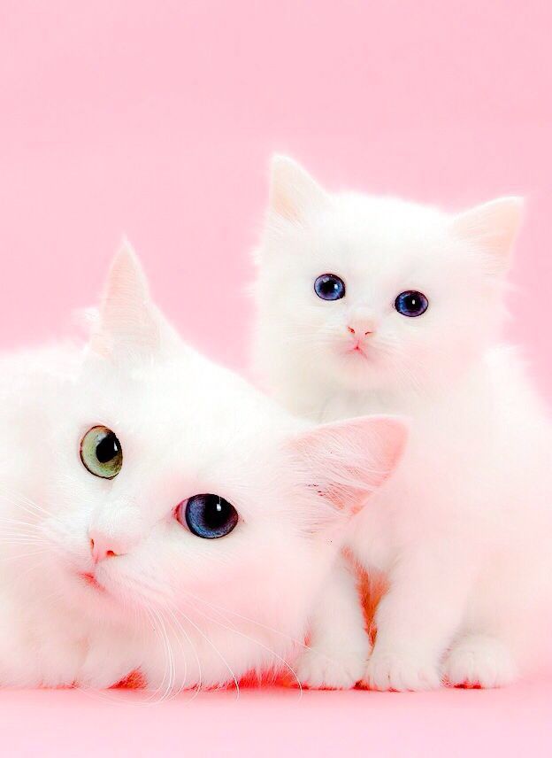 Cats