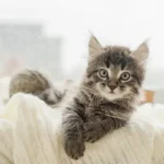 Unique male cat