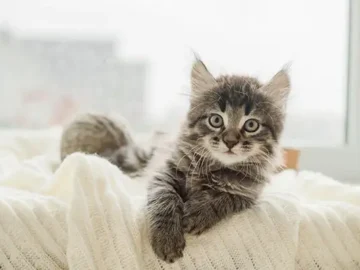 Unique male cat