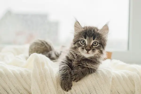 Unique male cat