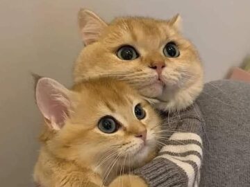 Cats