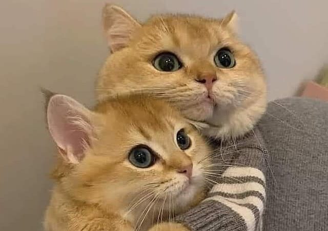 100 Top Male and Female Cat Names of the Year