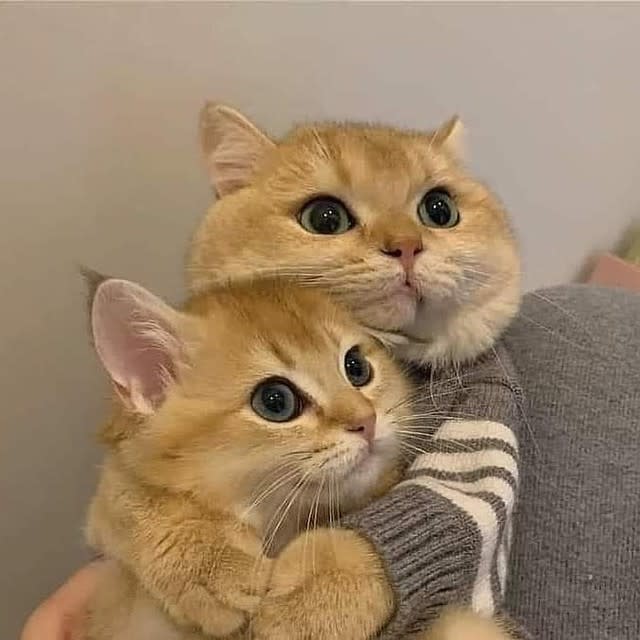 Cats