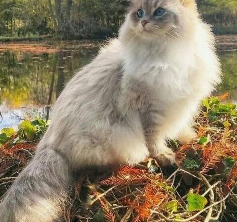 Beautiful Male Cat Names in Urdu (خوبصورت اردو نر بلیوں کے نام) Beautiful Male Cat Names in Urdu (خوبصورت اردو نر بلیوں کے نام)