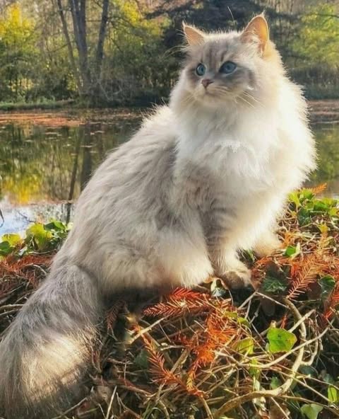 Cat