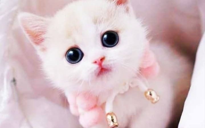 Modern English Girl Cat Names with Meaning