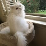 Female cat