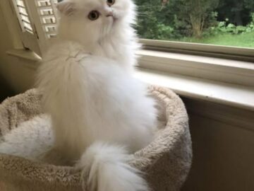 Female cat