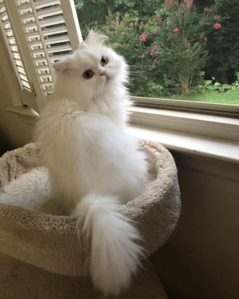 Female cat