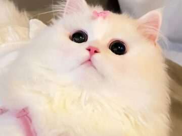 cute cat