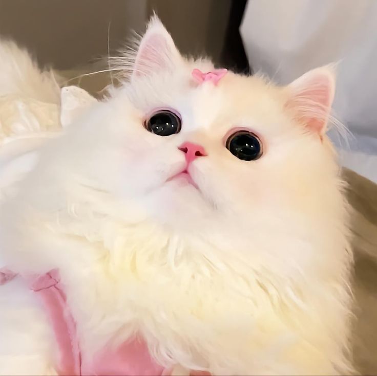 cute cat